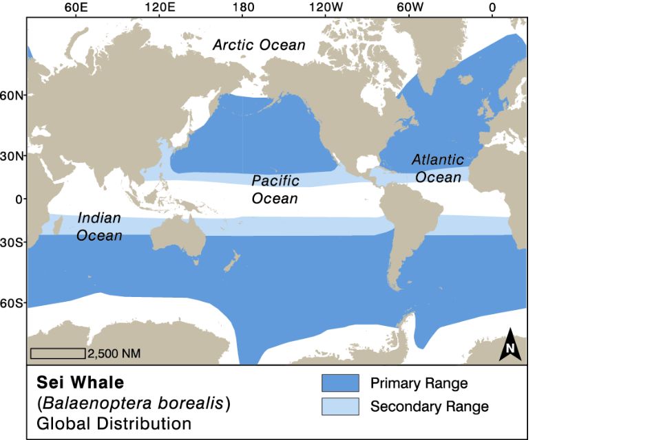 Sei Whale illustration distribution and movements