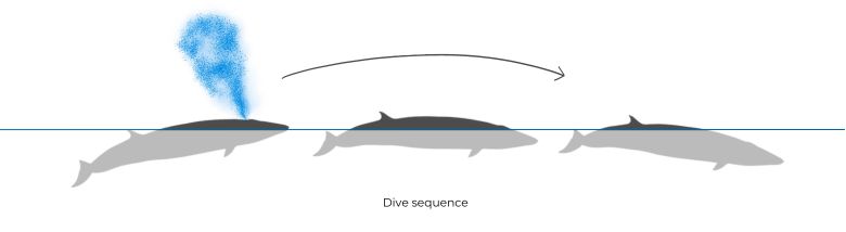 Sei Whale illustration dive sequence