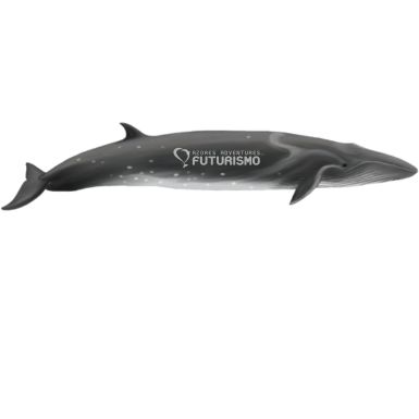 Sei Whale