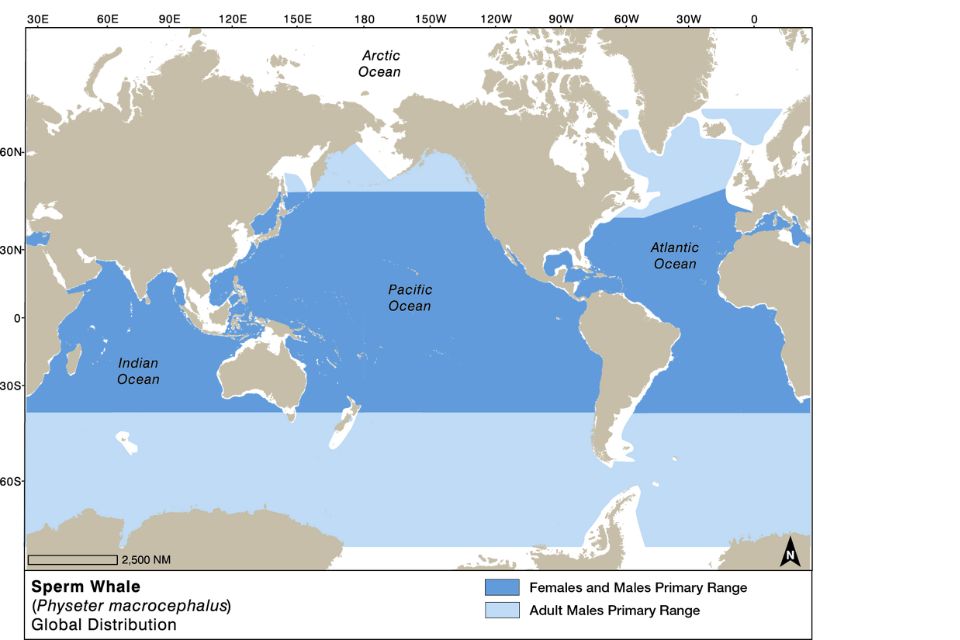 Sperm Whale Distribution & Movements illustration map