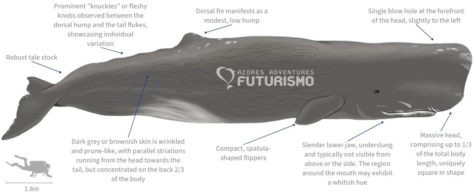 Sperm Whale illustration and characteristics