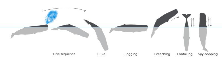 Sperm Whale illustration of Dive Sequence