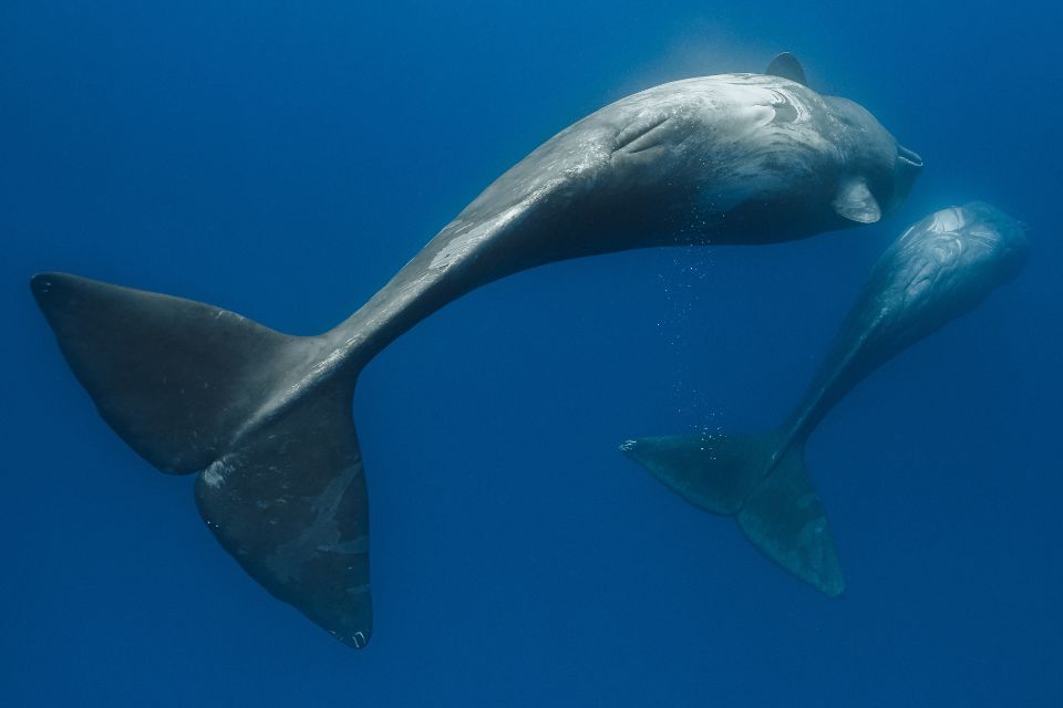 Sperm Whale mother and calf dancing