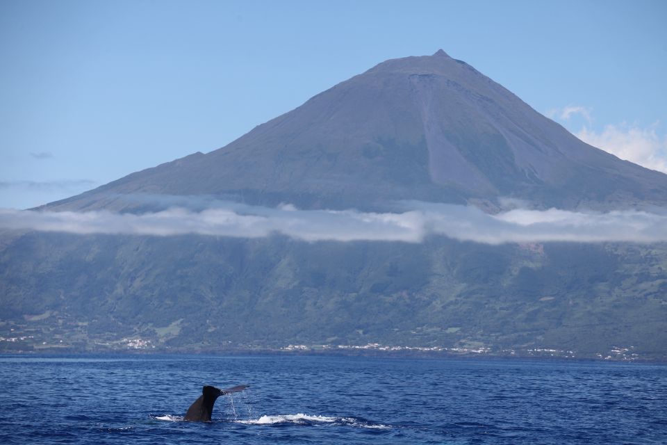 Sperm Whales in Pico island Azores tail