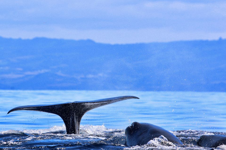 Sperm Whales in the Azores