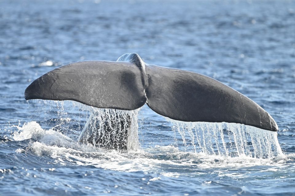 Sperm Whales in the Azores2