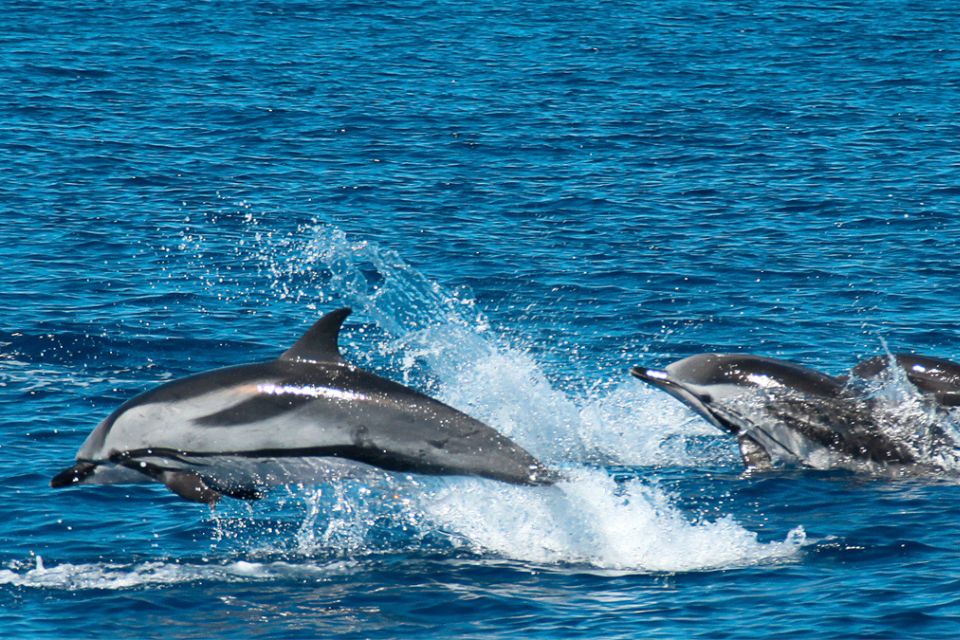 Striped Dolphin Photo Azores56