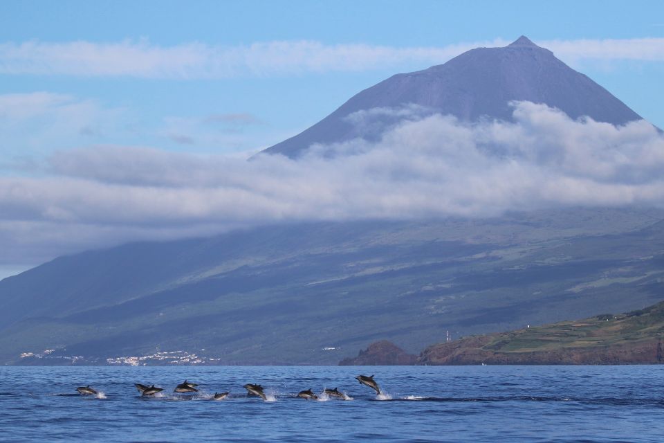 Striped Dolphin Photo Azores60