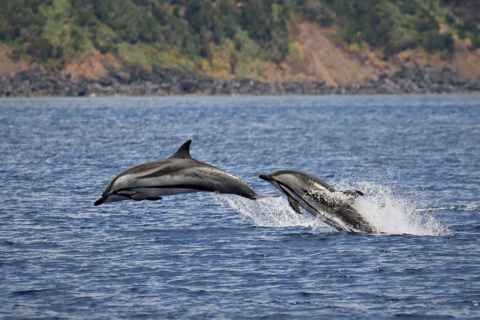 Striped Dolphin Photo Azores58