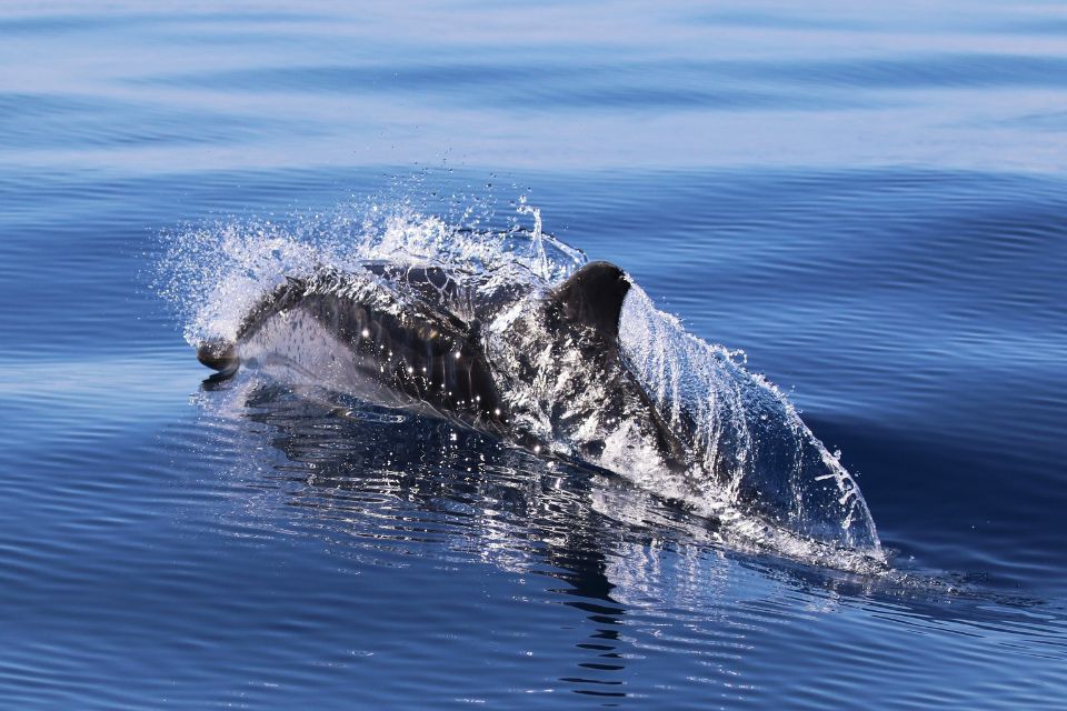 Striped Dolphin Photo Azores56