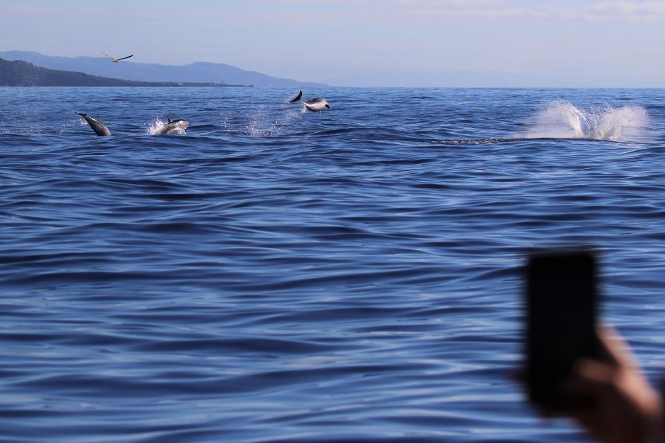 Striped Dolphin Photo Azores60