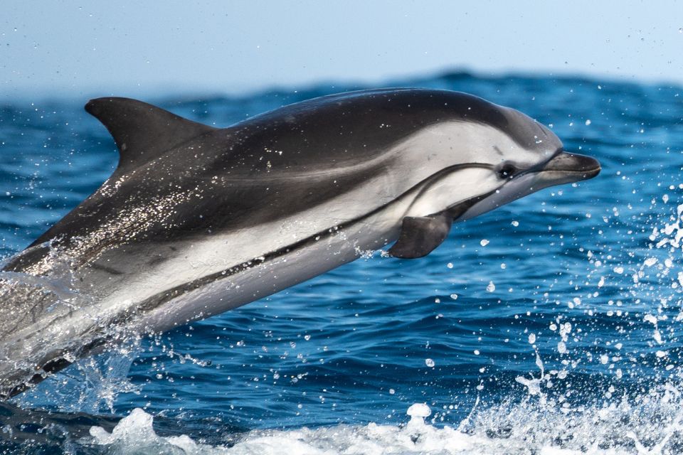 Striped Dolphin Photo Azores60