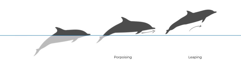 Striped Dolphin illustration dive sequence