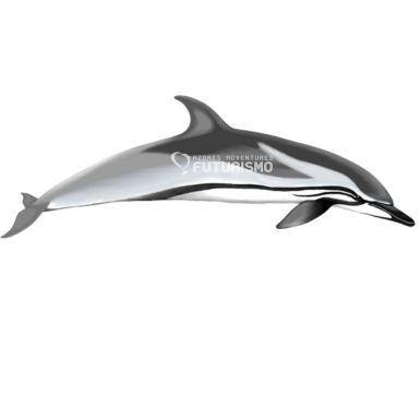 Striped Dolphin