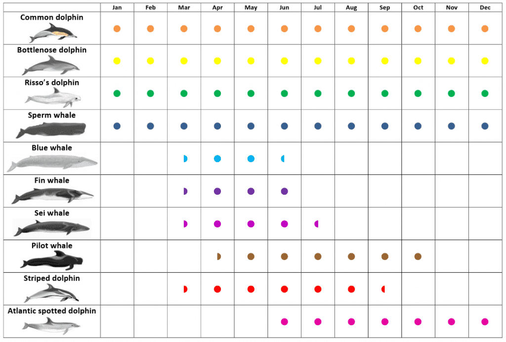 Whale-watching-azores-cetacean-species-temporal-distribution