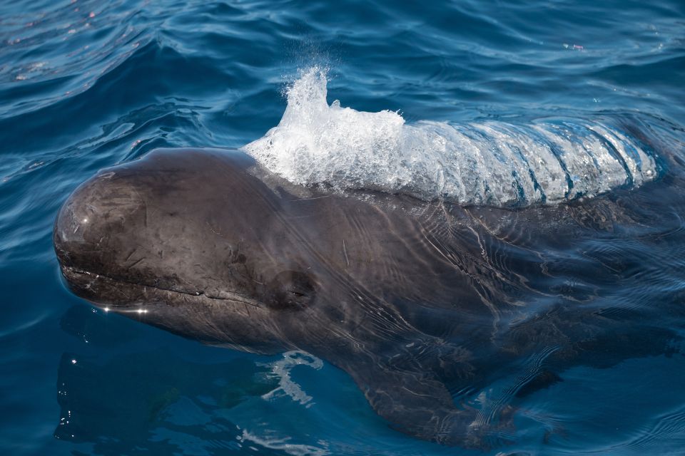 False Killer Whale Azores