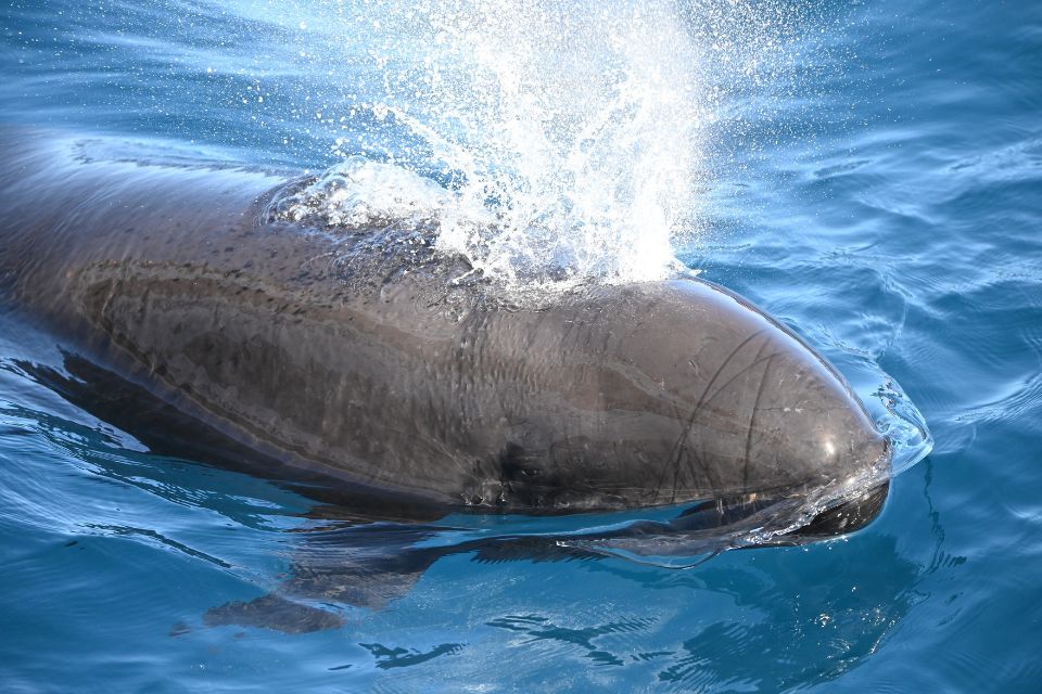 False Killer Whale Azores