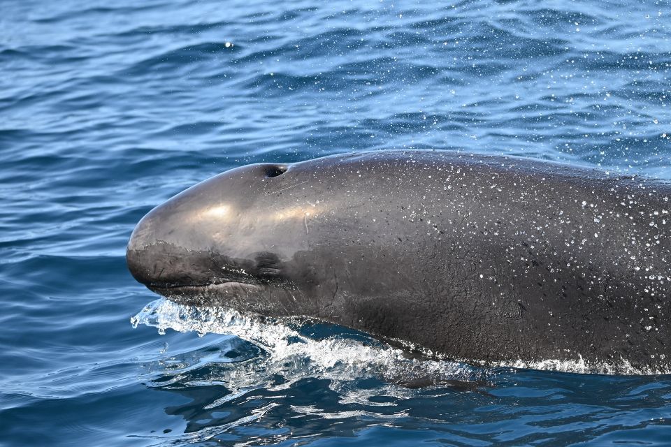 False Killer Whale Azores