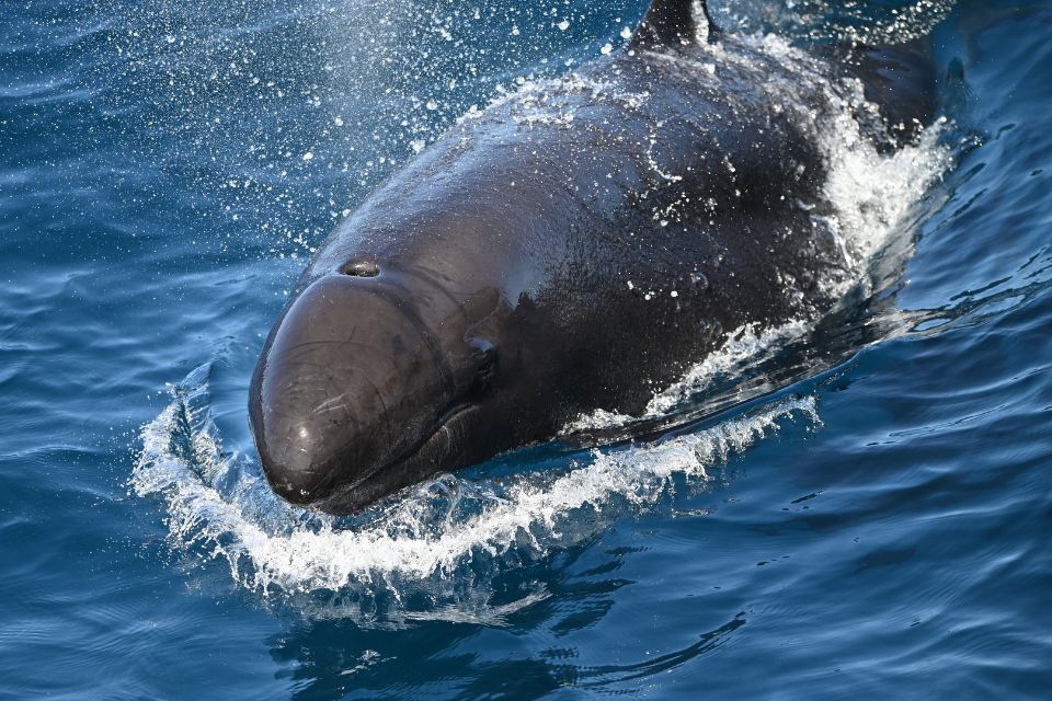 False Killer Whale Azores