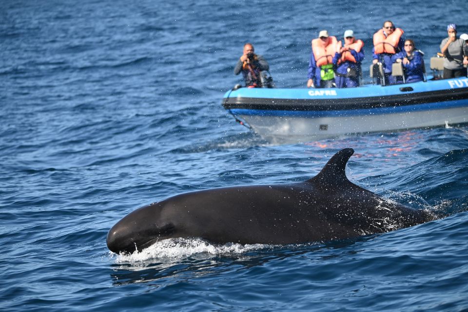 False Killer Whale Azores