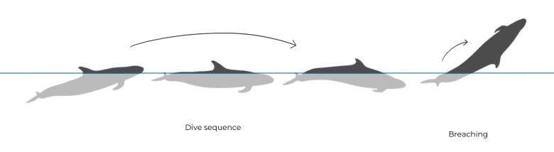 False Killer Whale illustration Dive Sequence