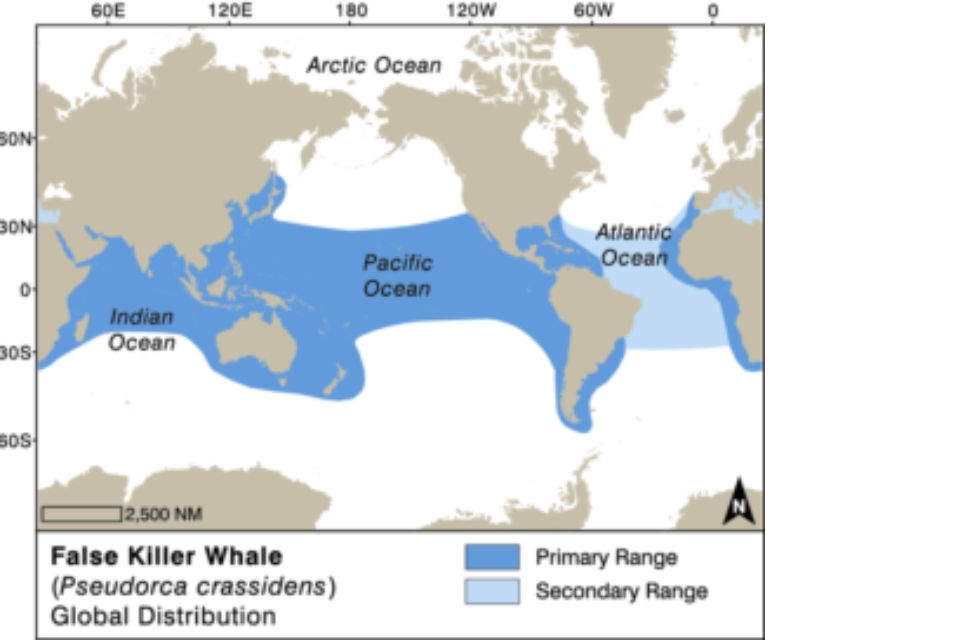 False Killer Whale illustration distribution map