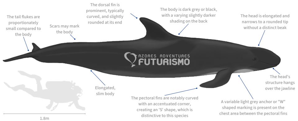 False Killer Whale illustration with characteristics