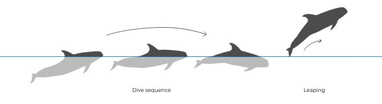 Rissos dolphin illustration distribution map