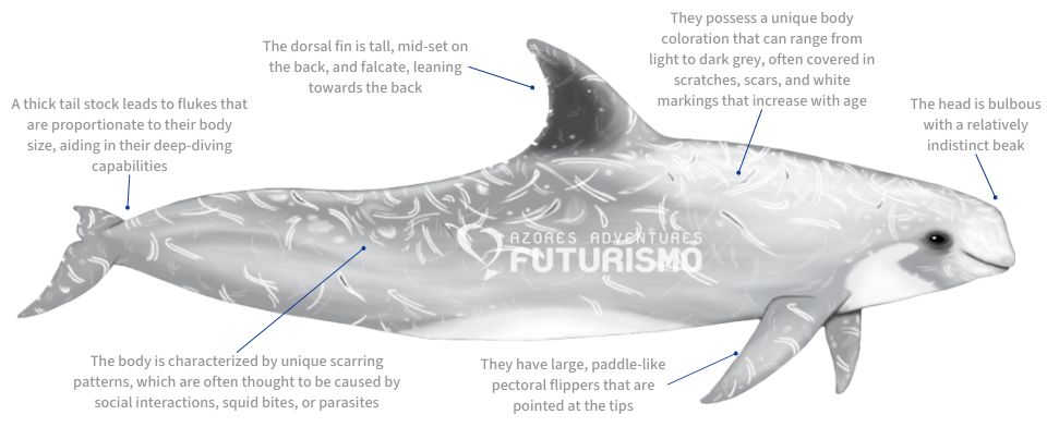 Rissos dolphin illustration with characteristics