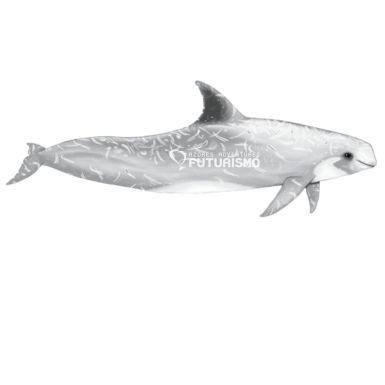 Risso’s Dolphin