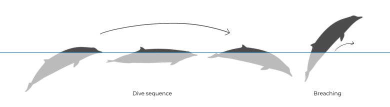 Sowerby's Beaked Whale illustration diving sequence