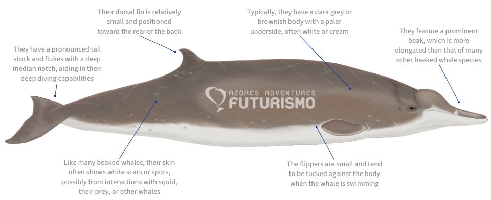 Sowerby's beaked whale illustration with characteristics