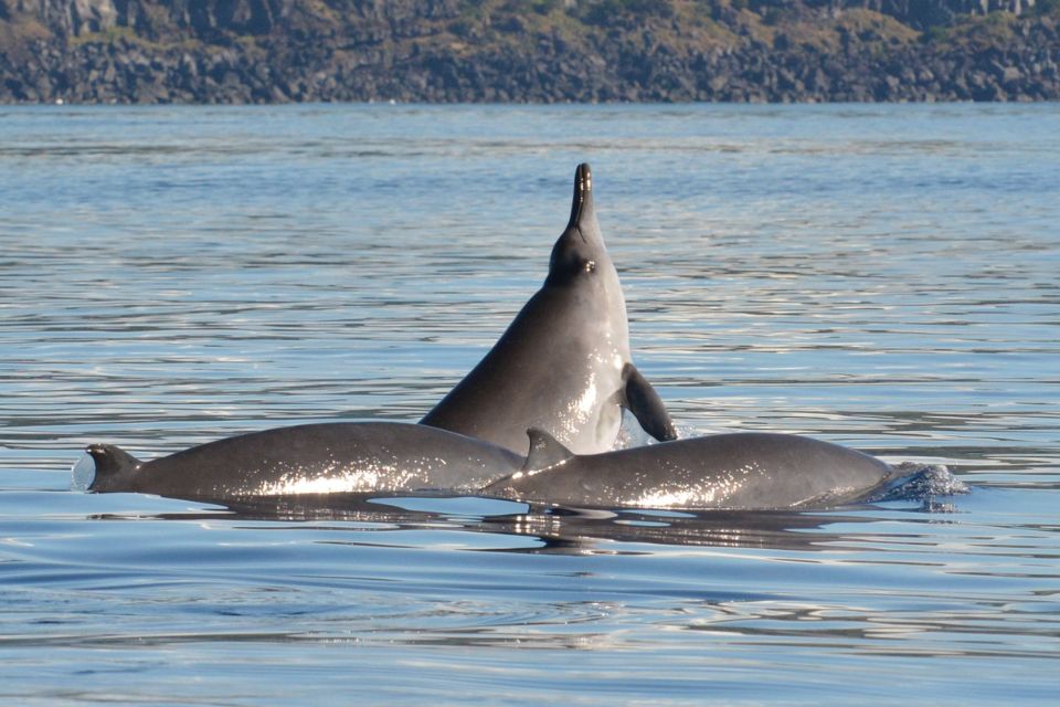 Sowerby's beaked whale photo