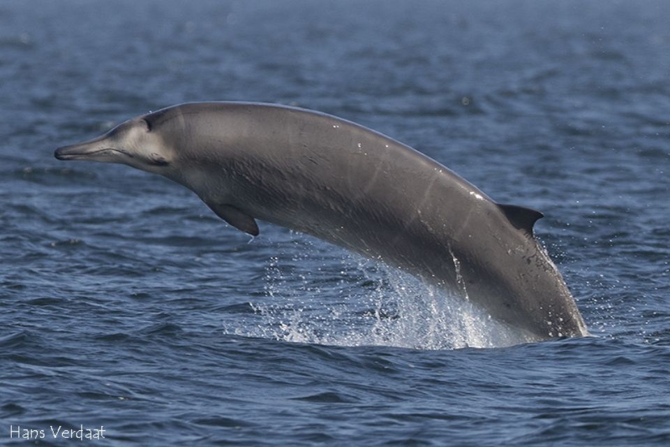 Sowerby's beaked whale photo1