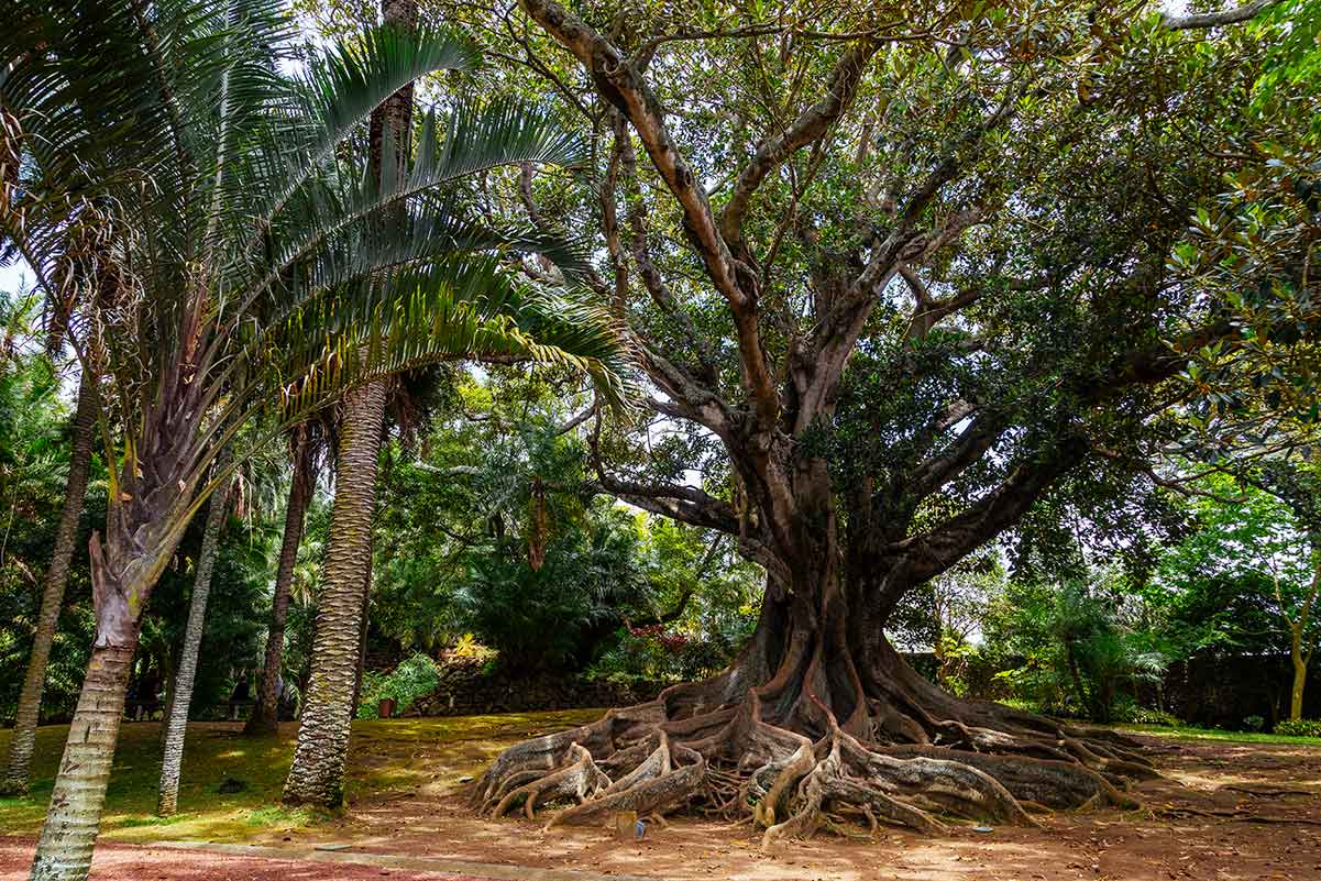 Jardim António Borges: Everything you Need to Know