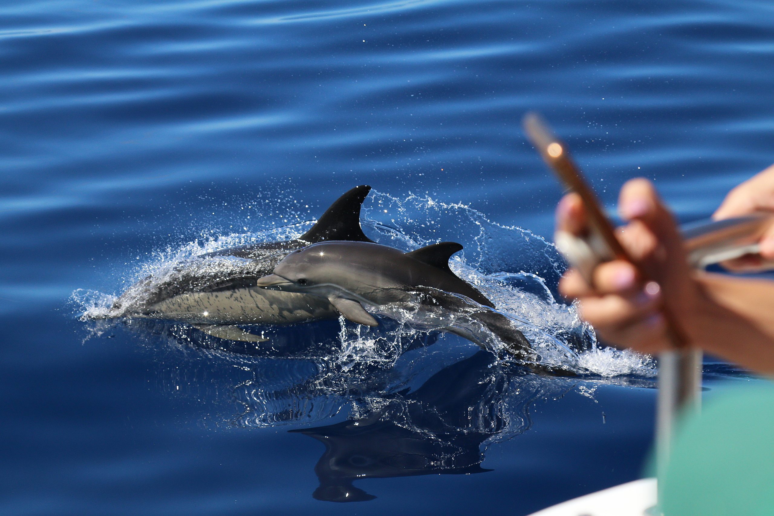 David Rodrigues | Whale and Dolphin Watching on one of our zodiac boats' perspective 