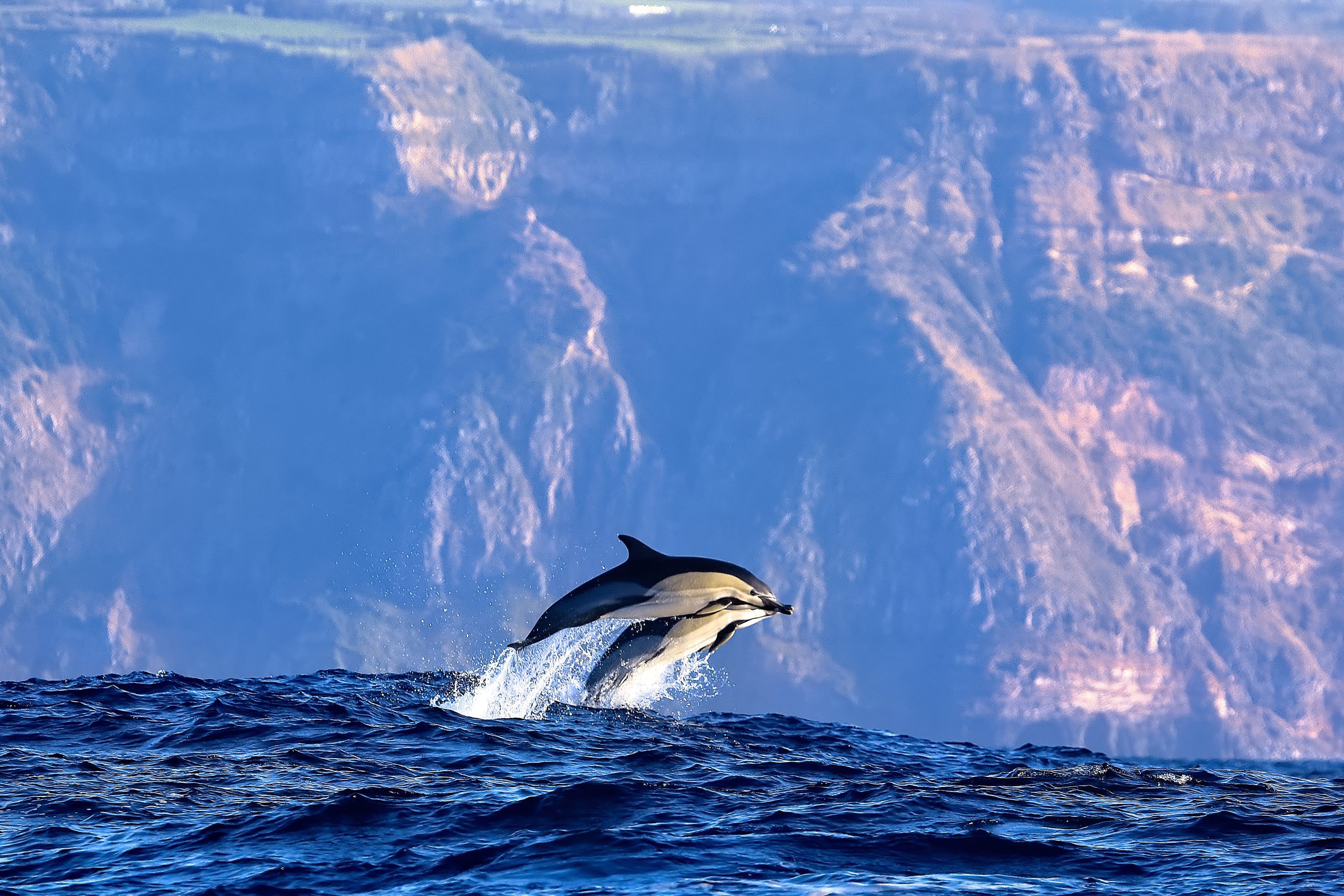 Dolphins: Top3 Facts and Curiosities