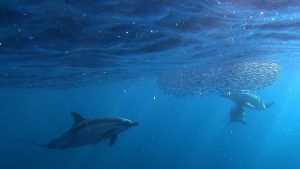 David Rodrigues | Common dolphins hunting on the South Coast of São Miguel island