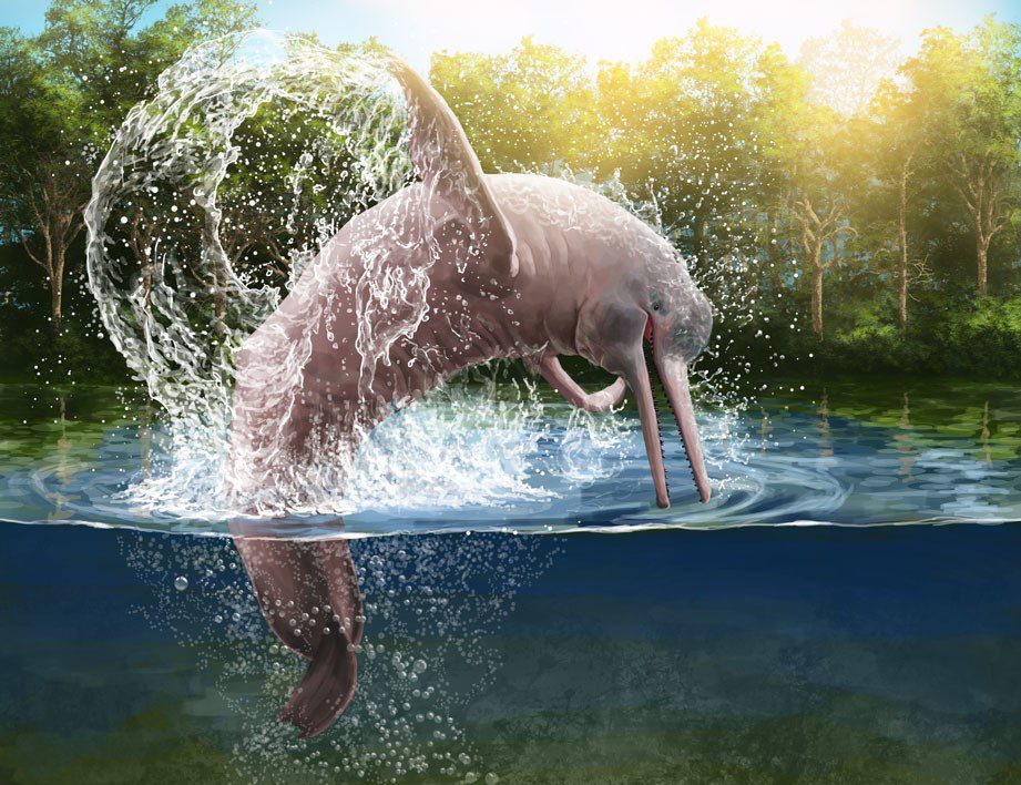 Are Pink Dolphins real?