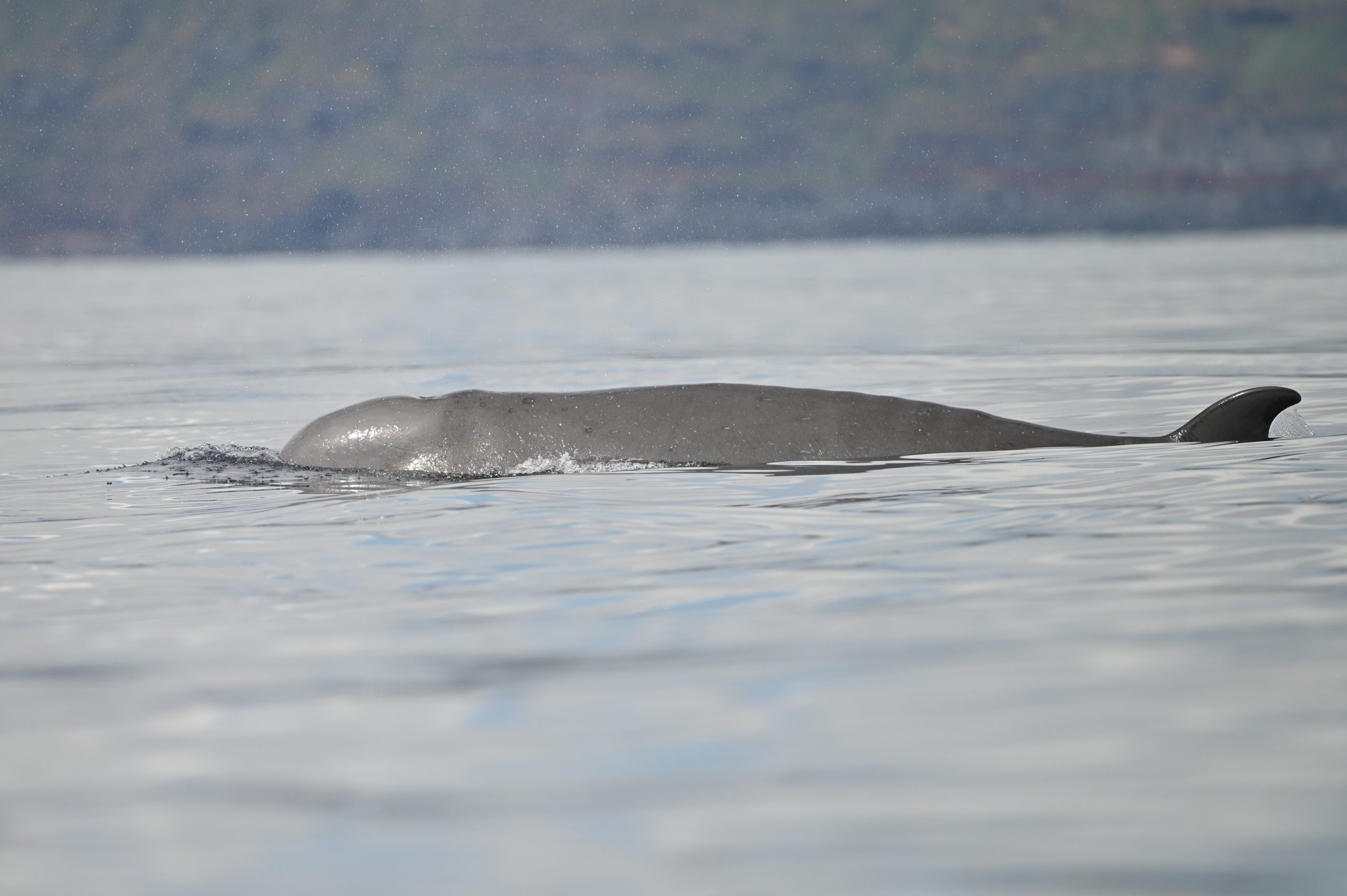 A breathtaking sight of a pod of nothern bottlenose whales gliding through the waters off the Azores. These majestic creatures are a highlight for whale watchers in the region! 🌊🐋 #WhaleWatching #Azores #OceanLife