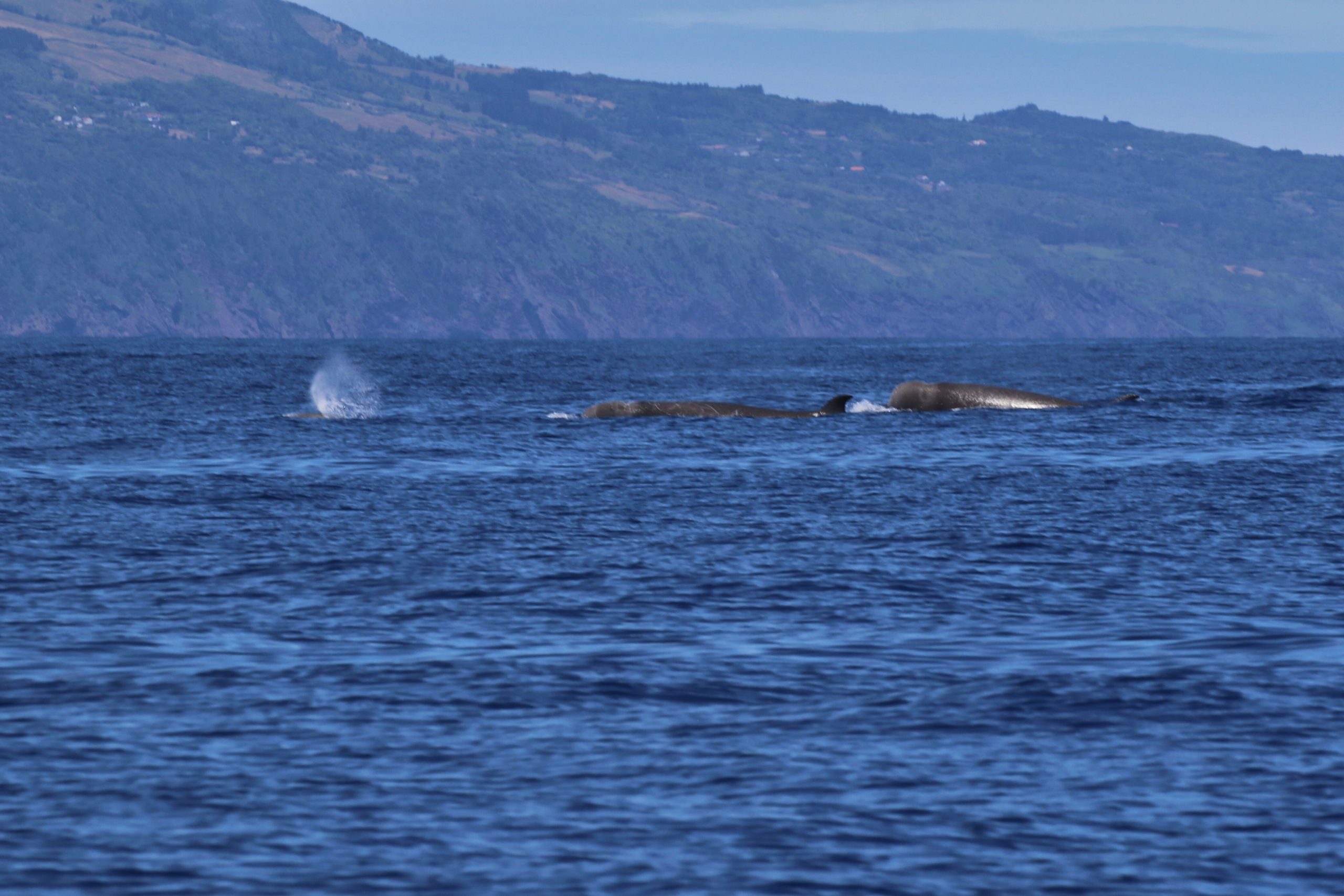 A breathtaking sight of a pod of nothern bottlenose whales gliding through the waters off the Azores. These majestic creatures are a highlight for whale watchers in the region! 🌊🐋 #WhaleWatching #Azores #OceanLife