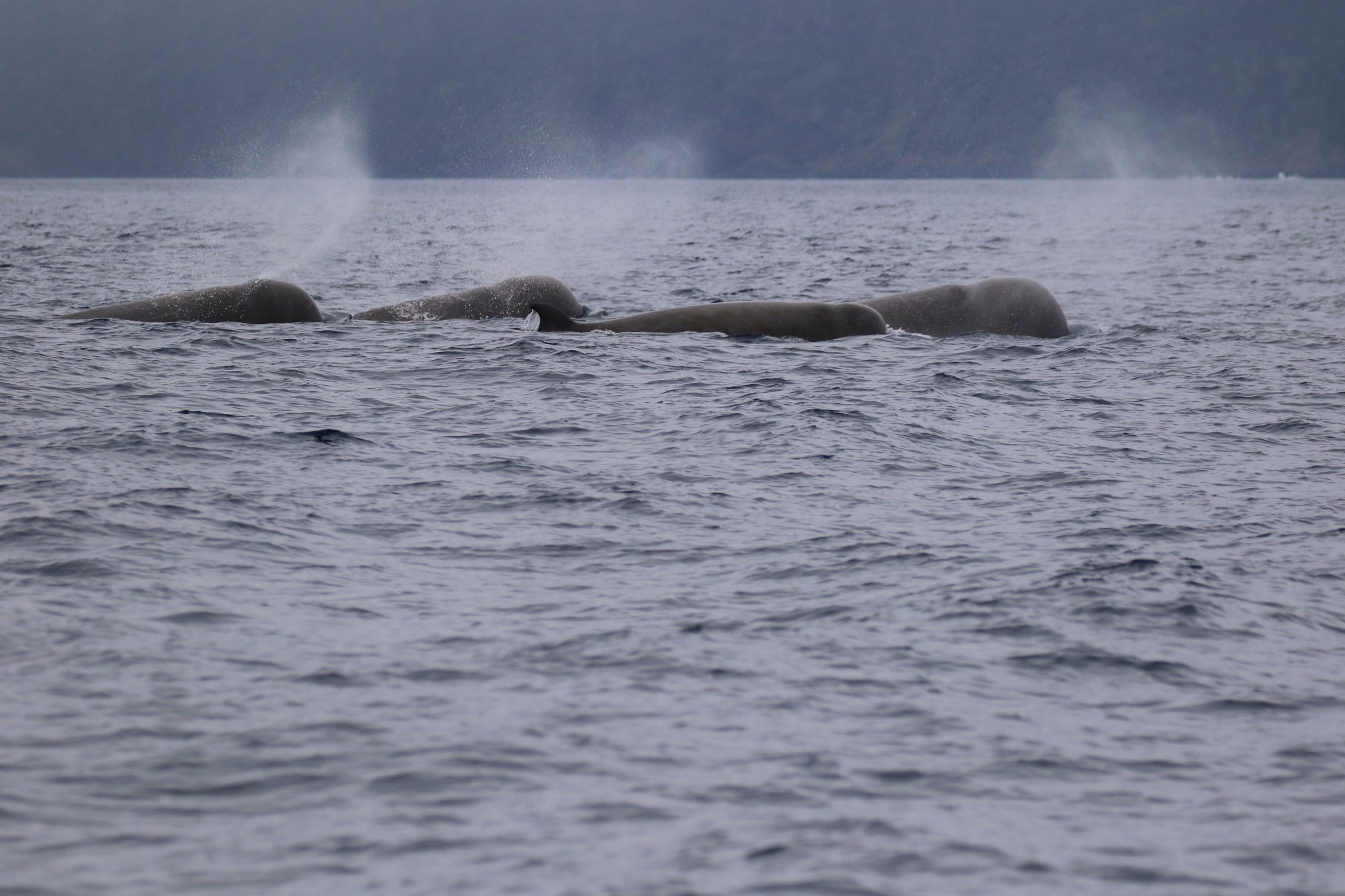 A breathtaking sight of a pod of nothern bottlenose whales gliding through the waters off the Azores. These majestic creatures are a highlight for whale watchers in the region! 🌊🐋 #WhaleWatching #Azores #OceanLife