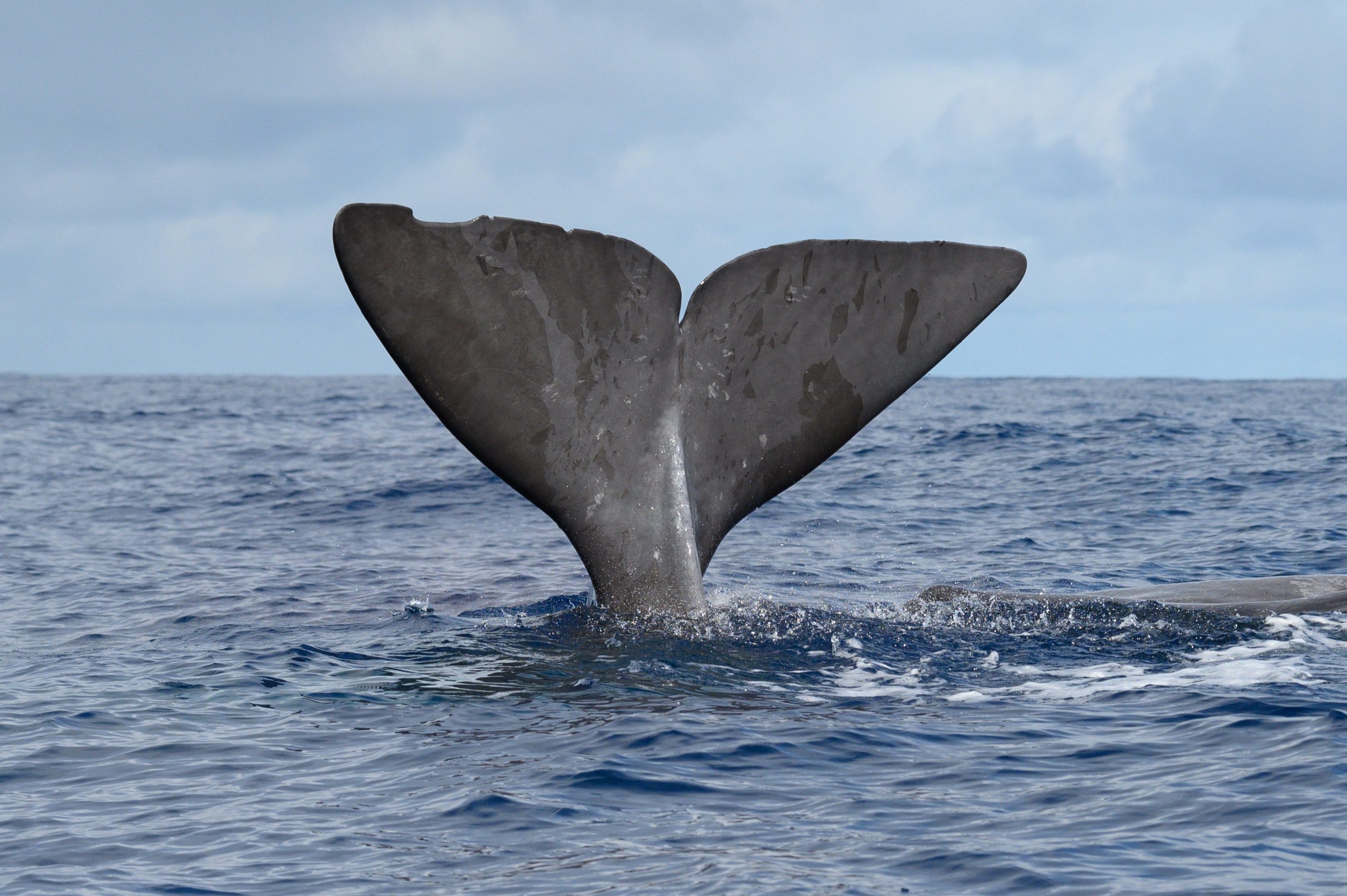 How Long Can Whales Hold Their Breath? Deep Diving Facts Explained