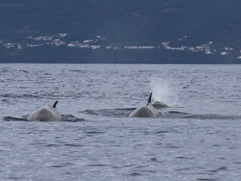 A breathtaking sight of a pod of nothern bottlenose whales gliding through the waters off the Azores. These majestic creatures are a highlight for whale watchers in the region! 🌊🐋 #WhaleWatching #Azores #OceanLife